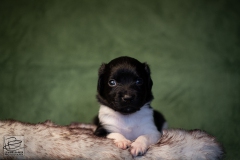 © all rights reserved - Photo by Lisanne Bakker