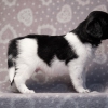 reu, blacky © all rights reserved - Photo by Angela van IJperen