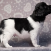 reu, blacky © all rights reserved - Photo by Angela van IJperen