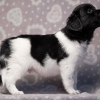 reu, blacky © all rights reserved - Photo by Angela van IJperen