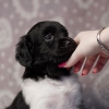 reu, blacky © all rights reserved - Photo by Angela van IJperen