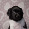 reu, blacky © all rights reserved - Photo by Angela van IJperen