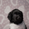 reu, blacky © all rights reserved - Photo by Angela van IJperen