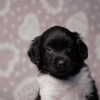 reu, blacky © all rights reserved - Photo by Angela van IJperen