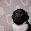 reu, blacky © all rights reserved - Photo by Angela van IJperen