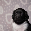 reu, blacky © all rights reserved - Photo by Angela van IJperen