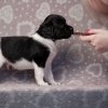 reu, ukkie © all rights reserved - Photo by Angela van IJperen