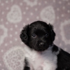 reu, ukkie © all rights reserved - Photo by Angela van IJperen