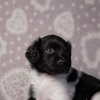 reu, ukkie © all rights reserved - Photo by Angela van IJperen