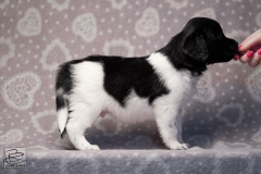reu, blacky © all rights reserved - Photo by Angela van IJperen