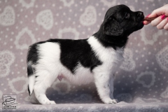 reu, blacky © all rights reserved - Photo by Angela van IJperen
