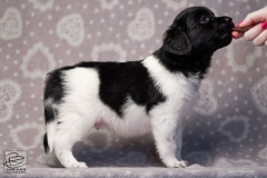 reu, blacky © all rights reserved - Photo by Angela van IJperen