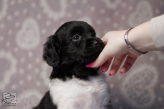 reu, blacky © all rights reserved - Photo by Angela van IJperen