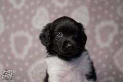reu, blacky © all rights reserved - Photo by Angela van IJperen