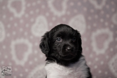 reu, blacky © all rights reserved - Photo by Angela van IJperen