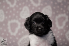 reu, blacky © all rights reserved - Photo by Angela van IJperen