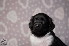 reu, blacky © all rights reserved - Photo by Angela van IJperen