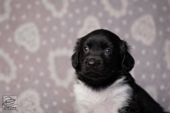reu, blacky © all rights reserved - Photo by Angela van IJperen