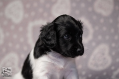cross, reu © all rights reserved - Photo by Angela van IJperen