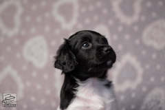 cross, reu © all rights reserved - Photo by Angela van IJperen