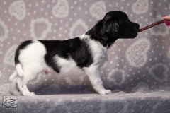 reu, hartje © all rights reserved - Photo by Angela van IJperen