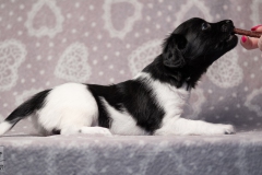 reu, hartje © all rights reserved - Photo by Angela van IJperen