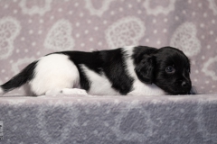 reu, hartje © all rights reserved - Photo by Angela van IJperen