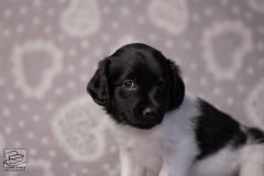 reu, hartje © all rights reserved - Photo by Angela van IJperen