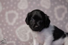 reu, hartje © all rights reserved - Photo by Angela van IJperen