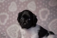 reu, hartje © all rights reserved - Photo by Angela van IJperen