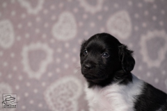 reu, hartje © all rights reserved - Photo by Angela van IJperen