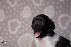 reu, hartje © all rights reserved - Photo by Angela van IJperen