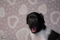 reu, hartje © all rights reserved - Photo by Angela van IJperen