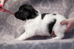 teef, meiske © all rights reserved - Photo by Angela van IJperen