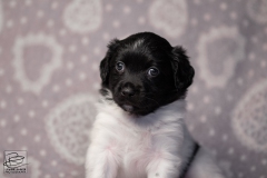 teef, meiske © all rights reserved - Photo by Angela van IJperen