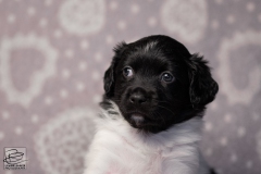 teef, meiske © all rights reserved - Photo by Angela van IJperen