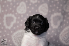 teef, meiske © all rights reserved - Photo by Angela van IJperen