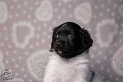 teef, meiske © all rights reserved - Photo by Angela van IJperen