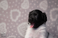 teef, meiske © all rights reserved - Photo by Angela van IJperen