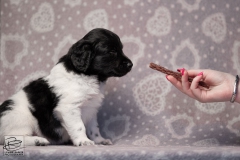 reu, mr. big © all rights reserved - Photo by Angela van IJperen