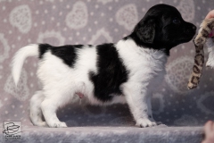 reu, mr. big © all rights reserved - Photo by Angela van IJperen