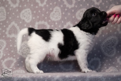 reu, mr. big © all rights reserved - Photo by Angela van IJperen