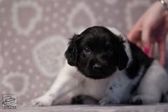 reu, mr. big © all rights reserved - Photo by Angela van IJperen