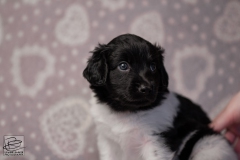 reu, mr. big © all rights reserved - Photo by Angela van IJperen