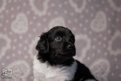 reu, mr. big © all rights reserved - Photo by Angela van IJperen