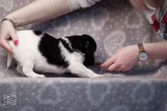 reu, stippel © all rights reserved - Photo by Angela van IJperen