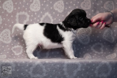 reu, stippel © all rights reserved - Photo by Angela van IJperen