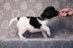 reu, stippel © all rights reserved - Photo by Angela van IJperen