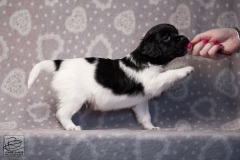 reu, stippel © all rights reserved - Photo by Angela van IJperen