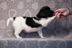 reu, stippel © all rights reserved - Photo by Angela van IJperen